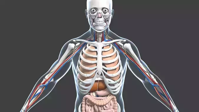 Complete human anatomy-Male