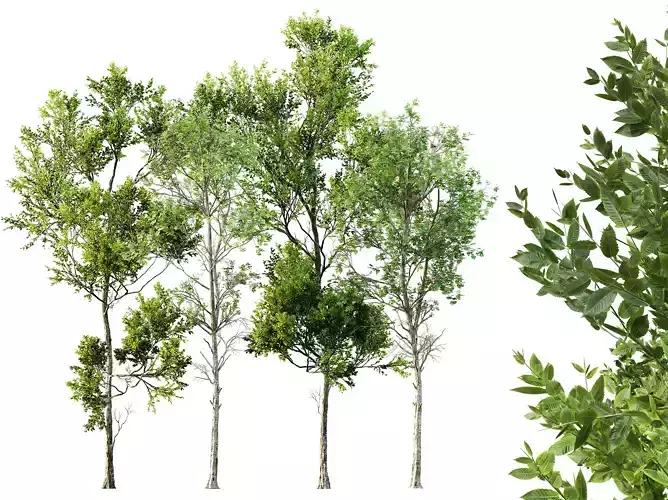 AV Fagus Grandifolia and Fagus Sylvatica