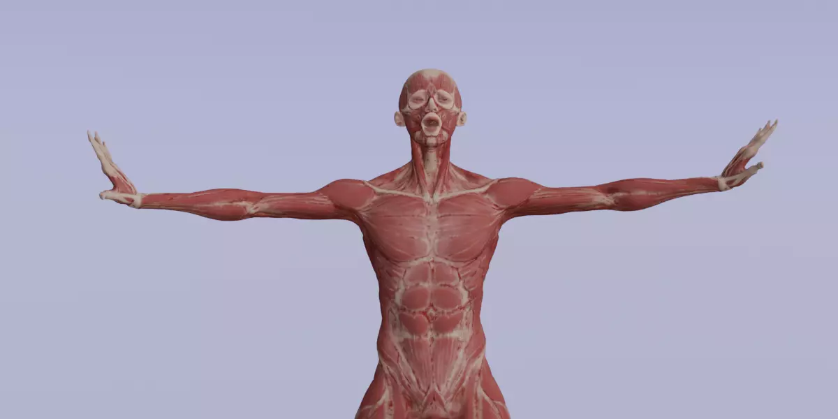 Realistic Human Muscle 3D Model Full Body Anatomical Structure Low-poly 3D model_2