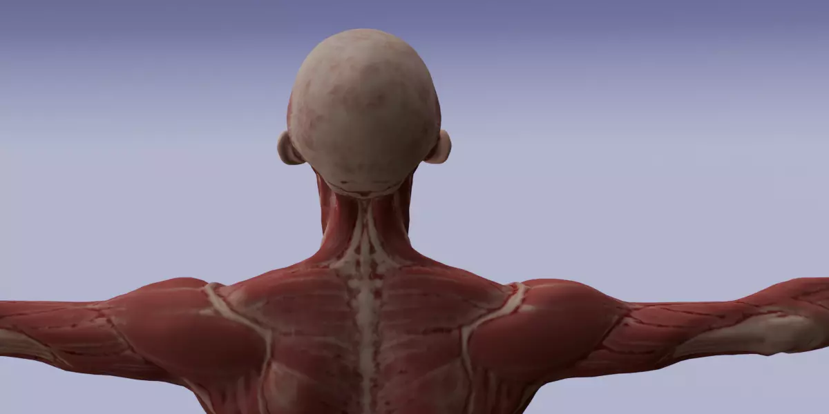 Realistic Human Muscle 3D Model Full Body Anatomical Structure Low-poly 3D model_5