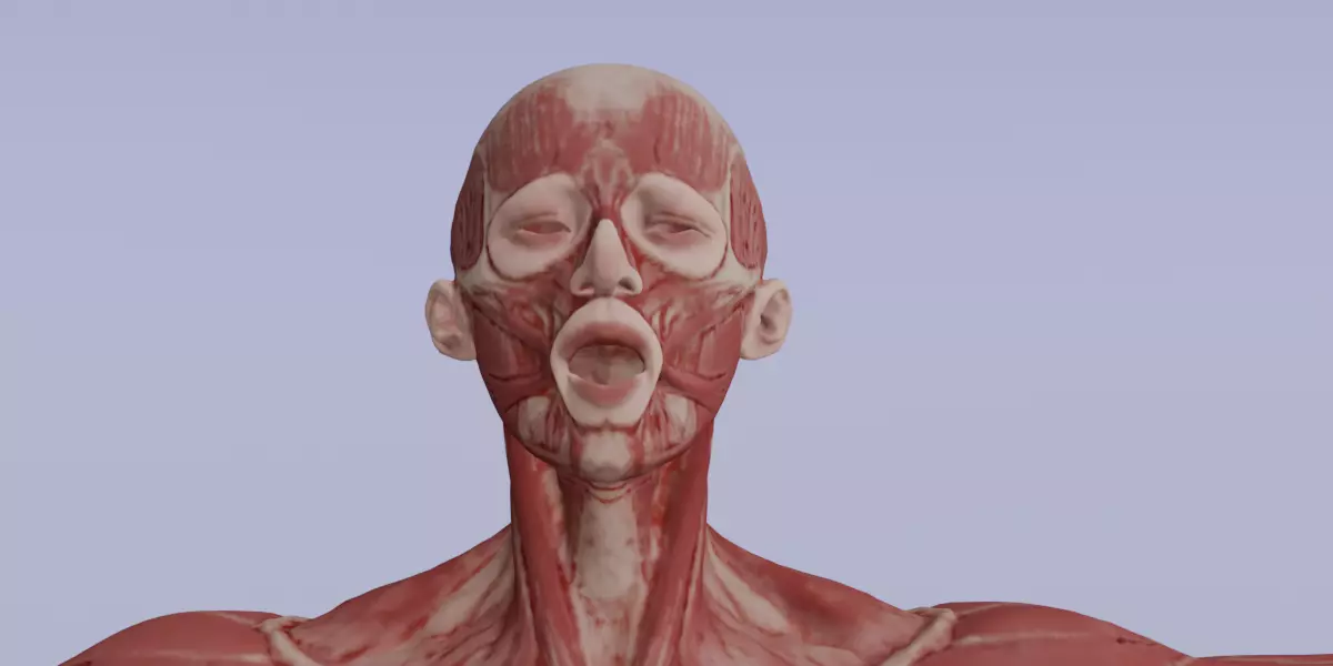 Realistic Human Muscle 3D Model Full Body Anatomical Structure Low-poly 3D model_3