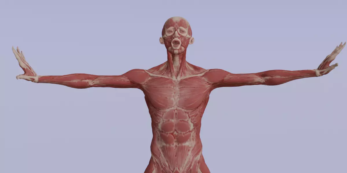 Realistic Human Muscle 3D Model Full Body Anatomical Structure Low-poly 3D model_7