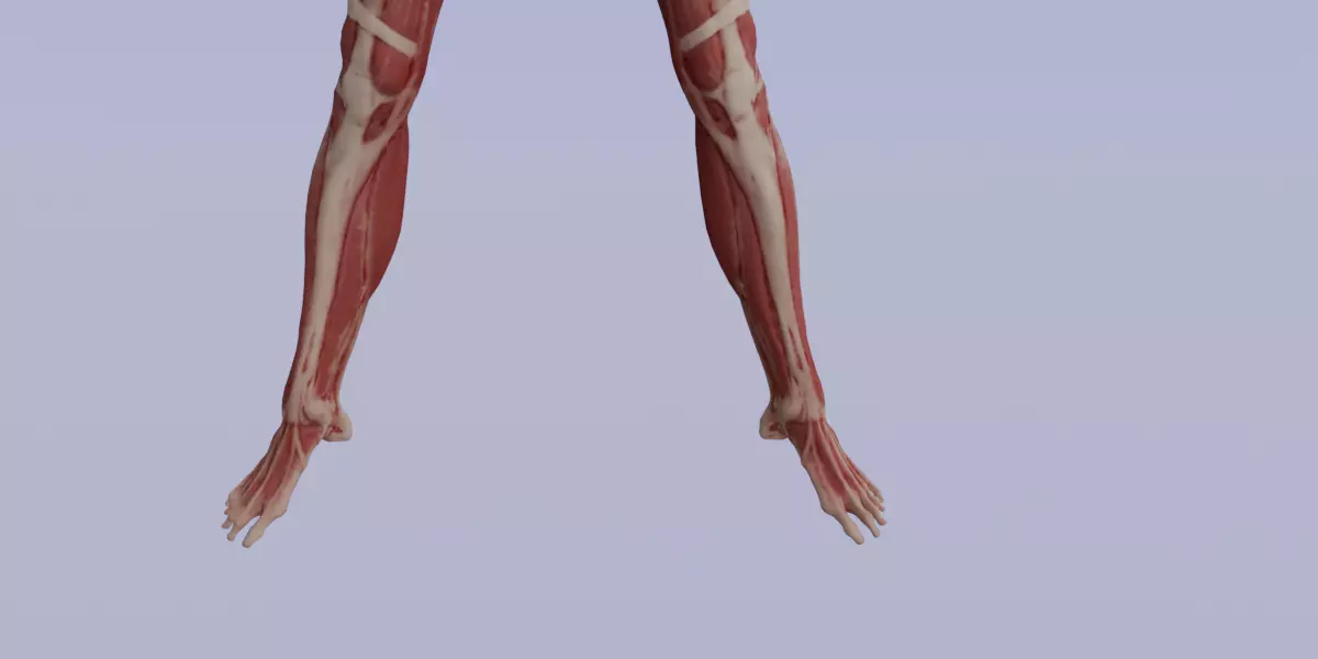 Realistic Human Muscle 3D Model Full Body Anatomical Structure Low-poly 3D model_4