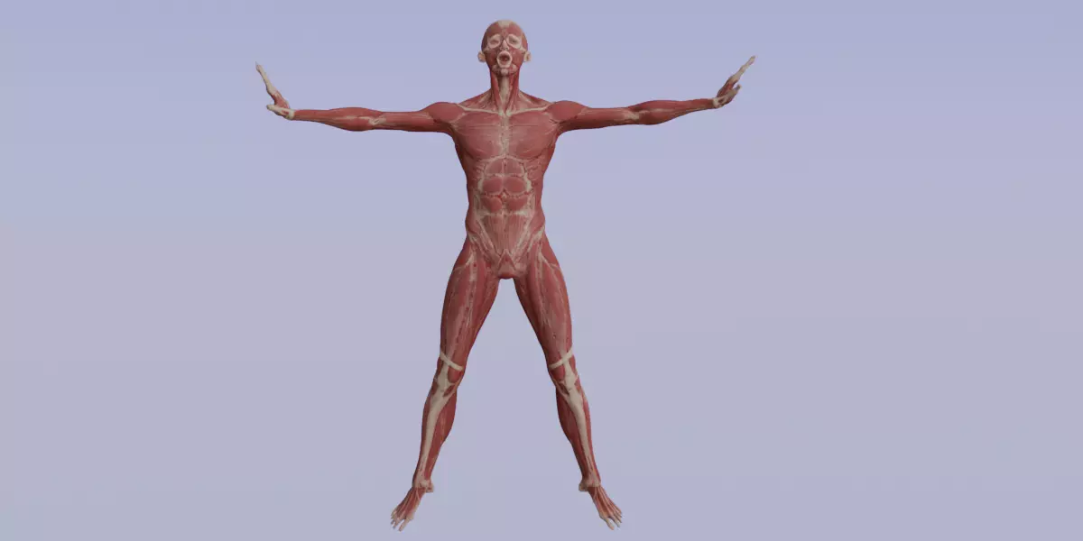 Realistic Human Muscle 3D Model Full Body Anatomical Structure Low-poly 3D model_1