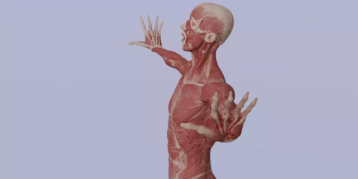 Realistic Human Muscle 3D Model Full Body Anatomical Structure Low-poly 3D model_6