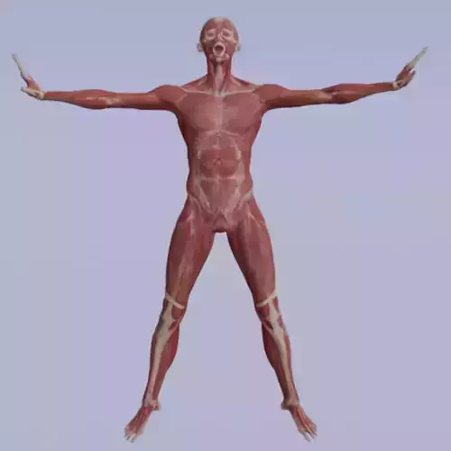 Realistic Human Muscle 3D Model Full Body Anatomical Structure