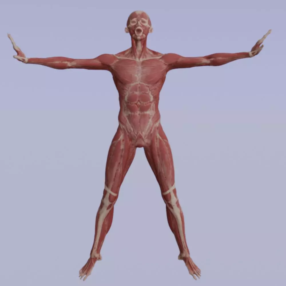Realistic Human Muscle 3D Model Full Body Anatomical Structure Low-poly 3D model_0