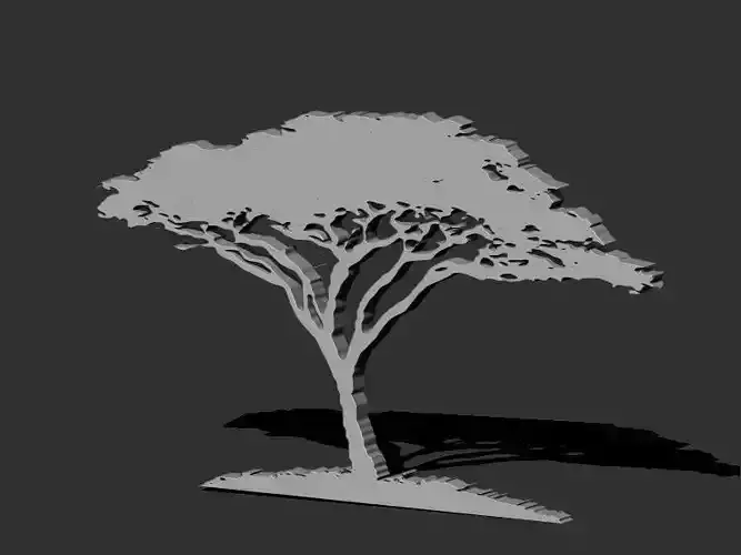 African Acacia Tree