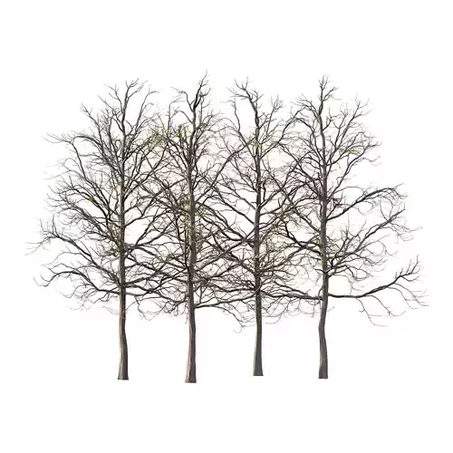 Mountain Ash Tree 07