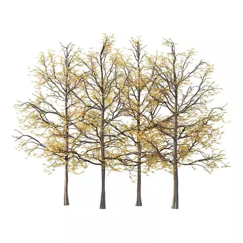 Mountain Ash Tree 08