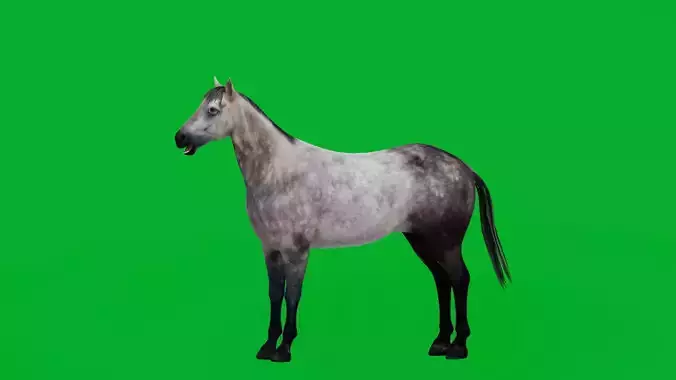 Anglo European Horse