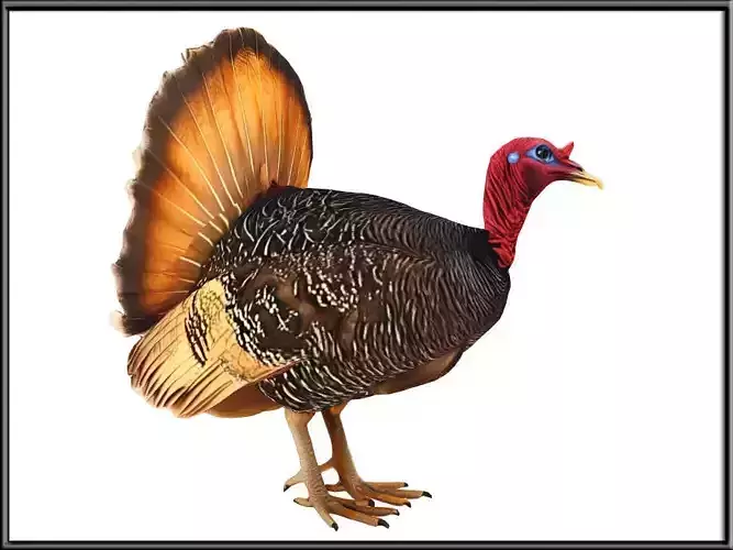 Male Turkey