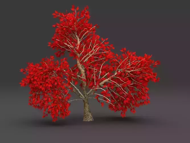 Maple red Tree