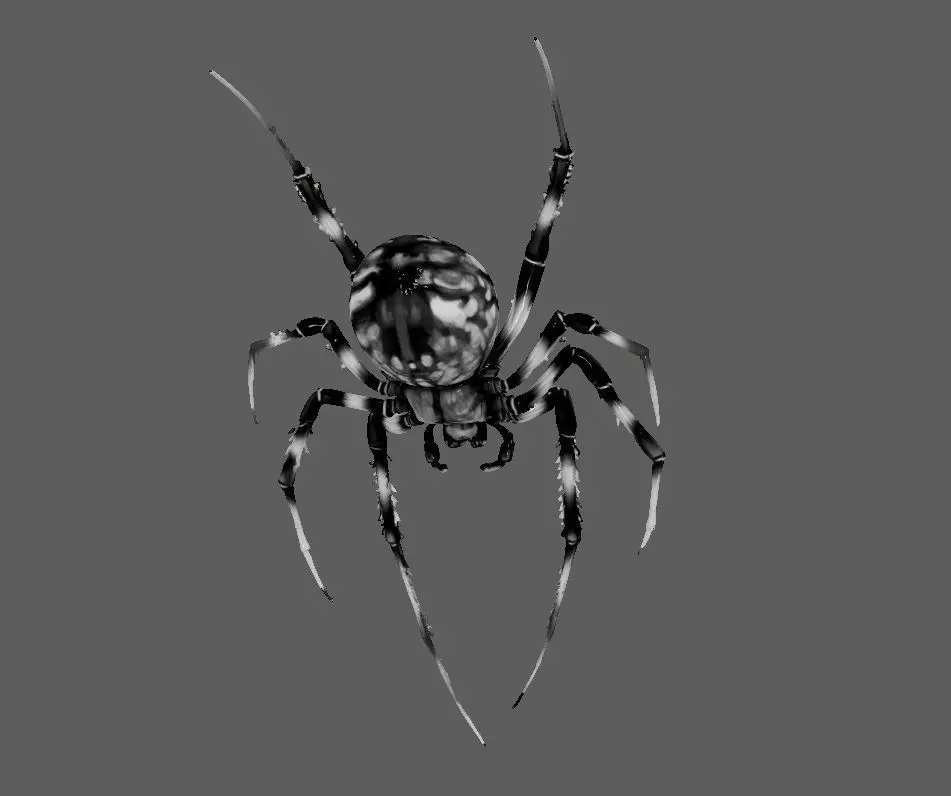 Spider 3D model_1