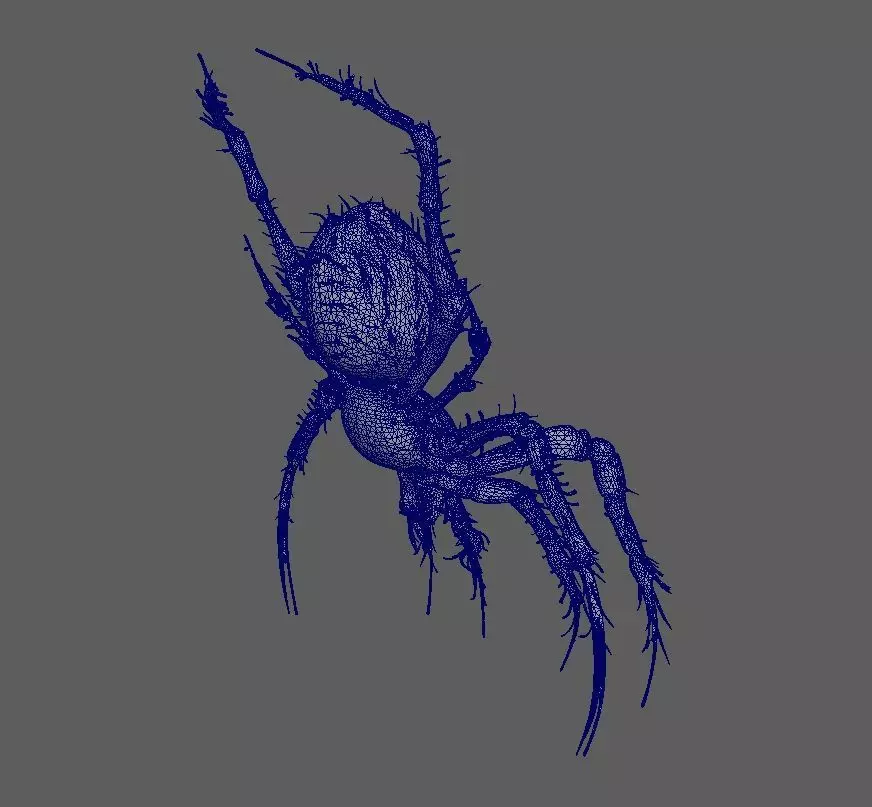 Spider 3D model_4