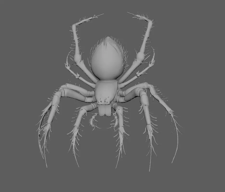 Spider 3D model_3