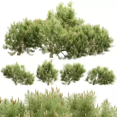 Mugo Pine Bush Collection Vol 344