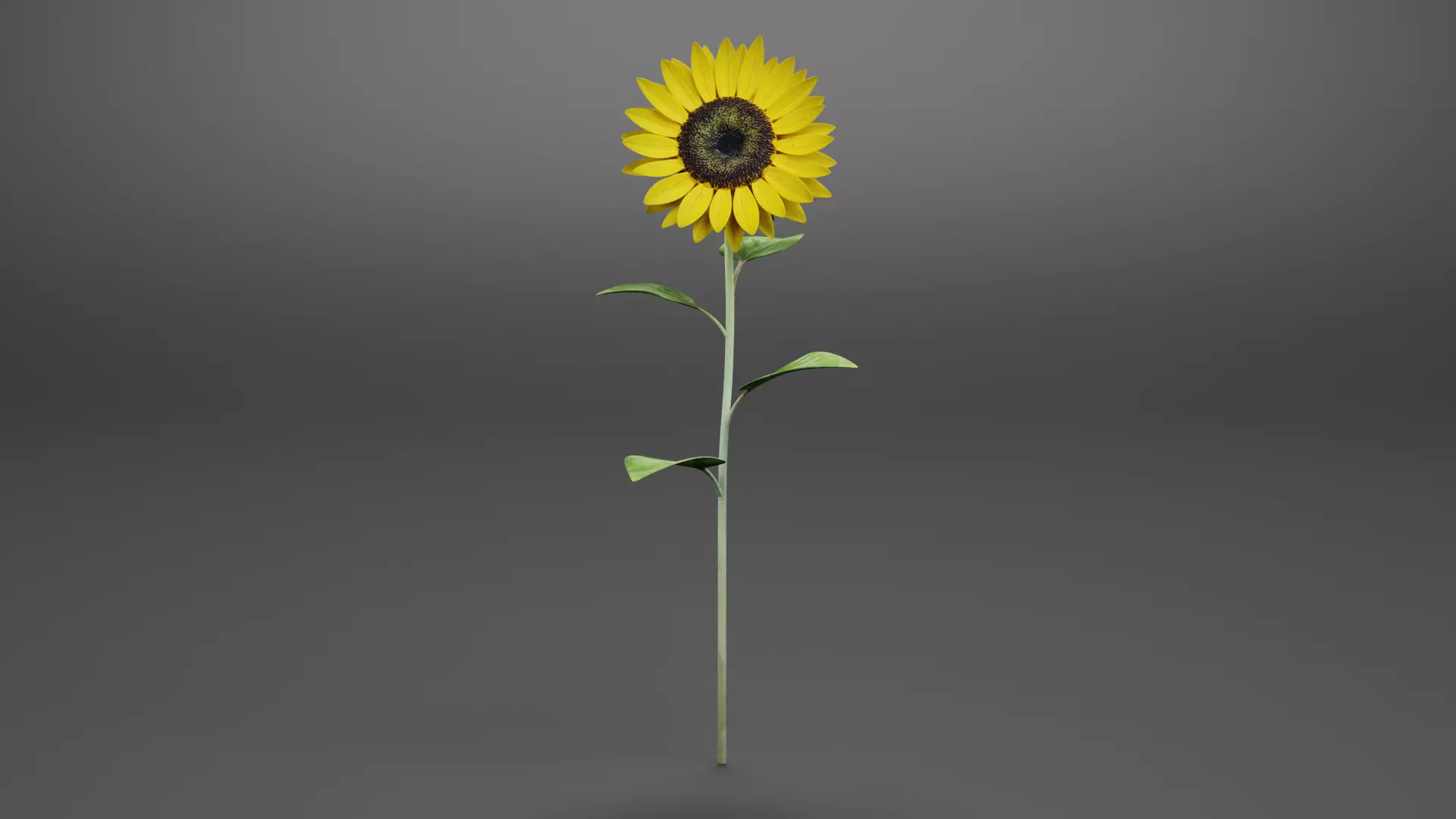 Sunflower 3D model