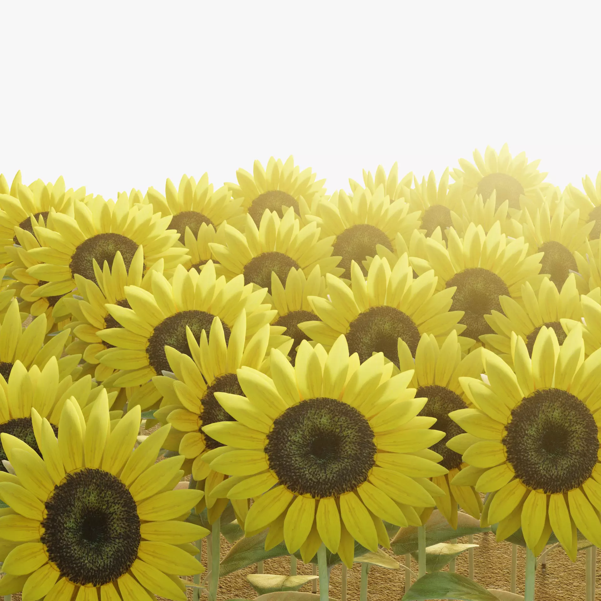 -Sunflower Field- 3D model_14