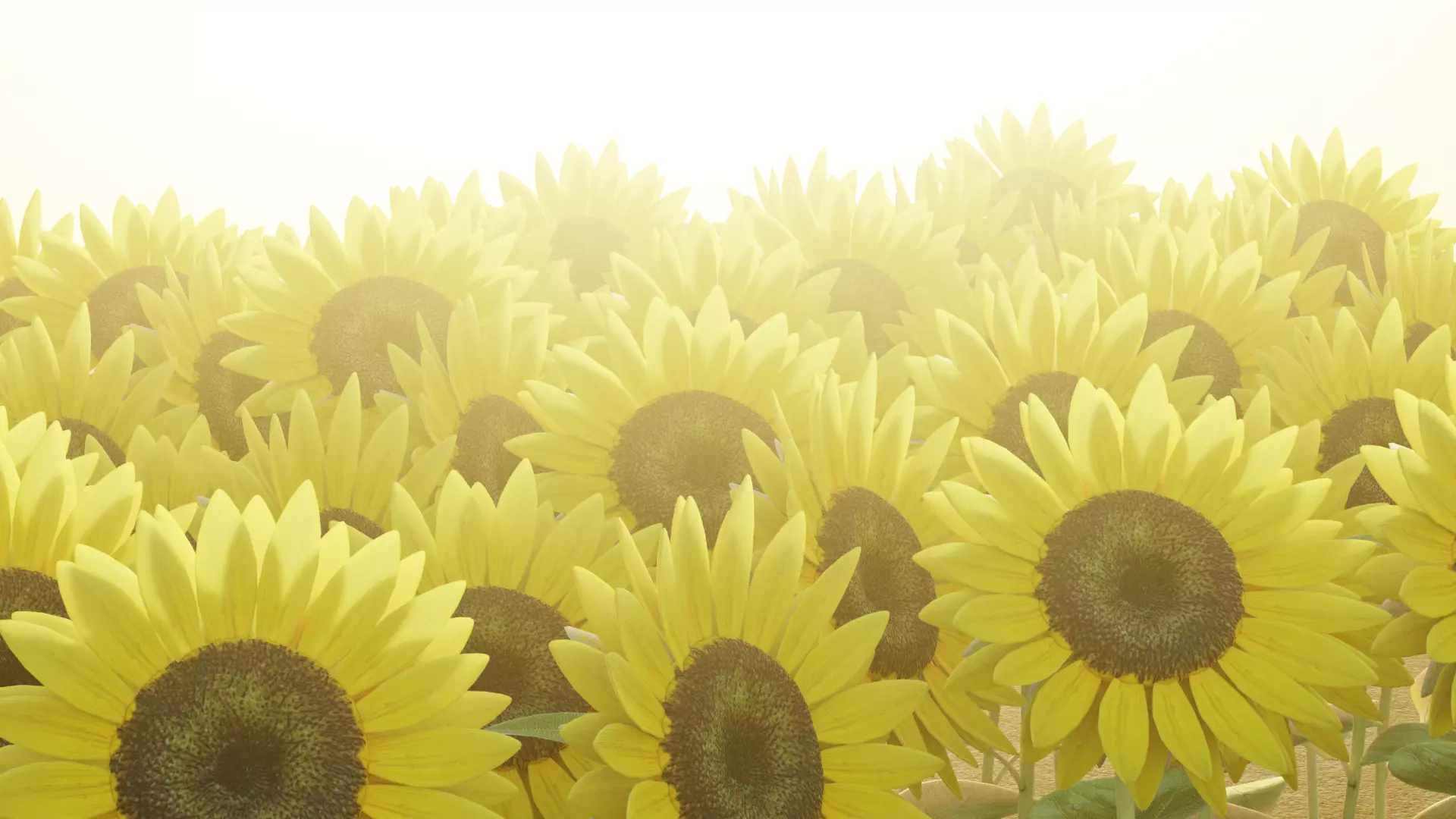 -Sunflower Field- 3D model_5