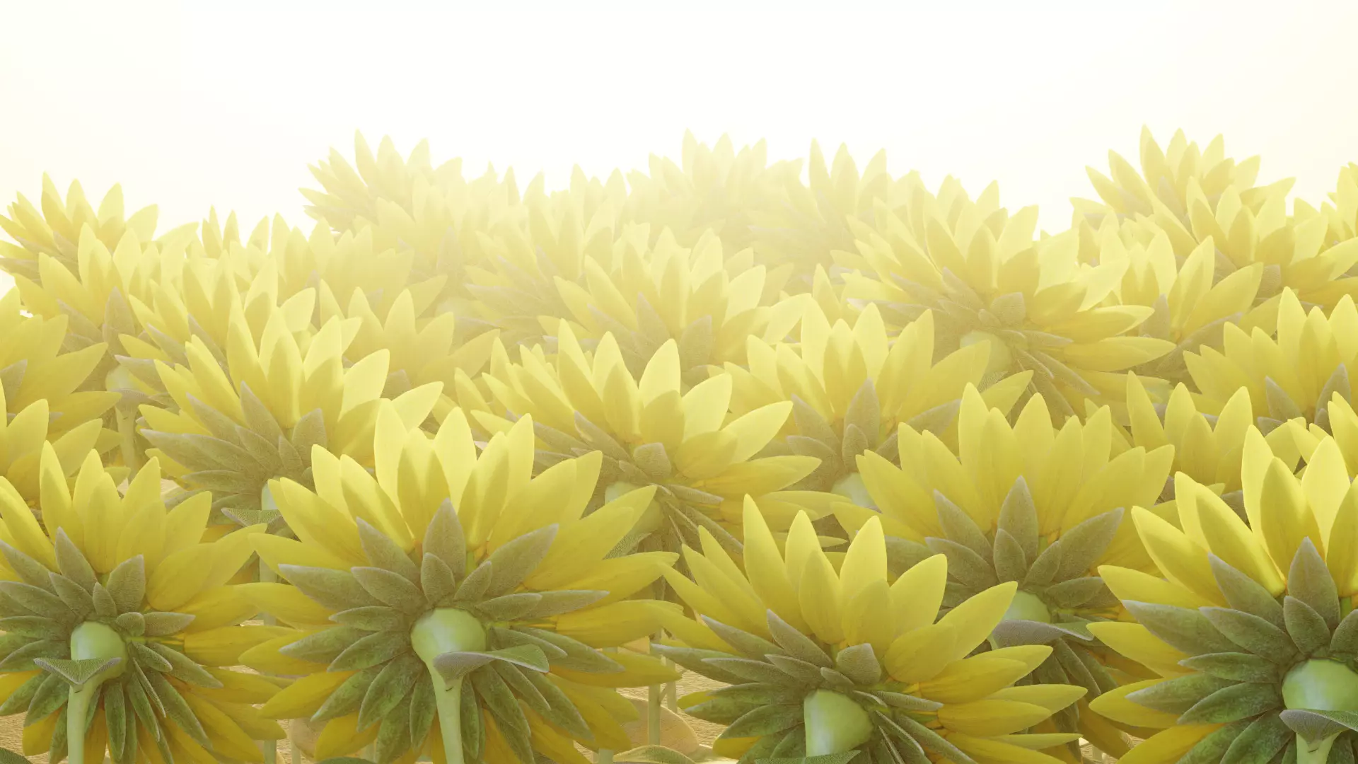 -Sunflower Field- 3D model_6