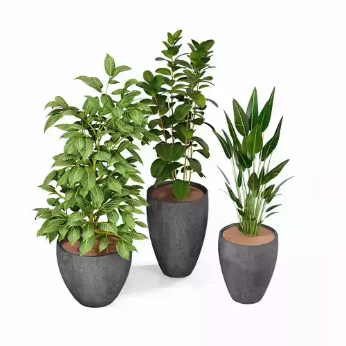 Indoor plant collection 53