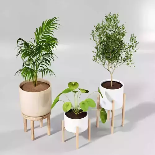 Indoor plant collection 54