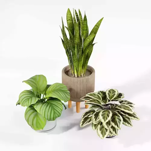 Indoor plant collection 59