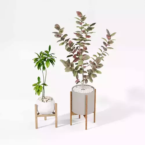 Indoor plant collection 60