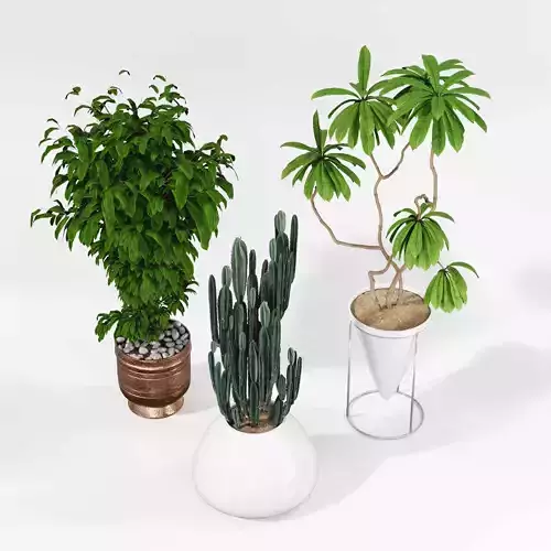 Indoor plant collection 61