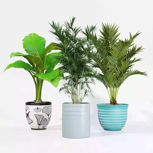 Indoor plant collection 62