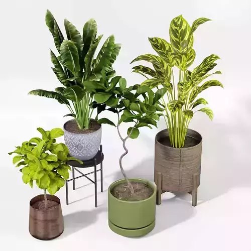 Indoor plant collection 66