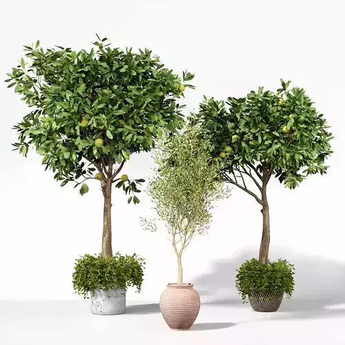 olive and lemon tree