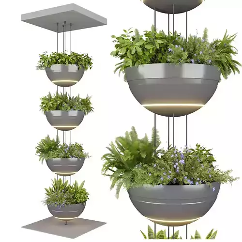 Collection plant vol 655 - fern - Hanging - sansveria