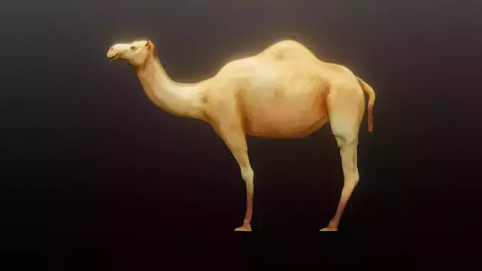 A Collection Camel Models