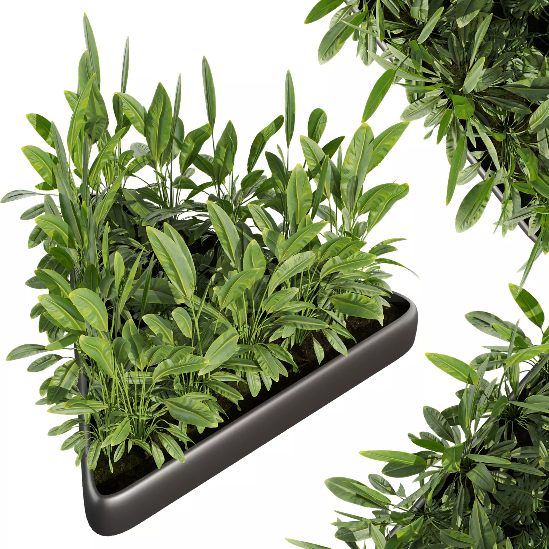 Collection plant vol 656 - banana - garden - monstera 3D model