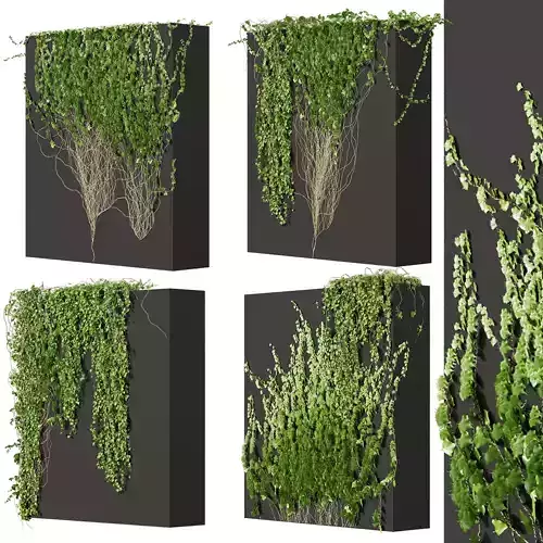 Collection plant vol 660 - Hedera - outdoor - fitowall - ivy