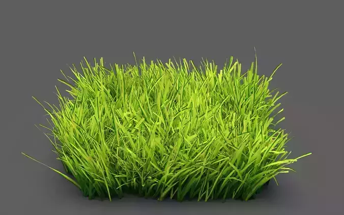  Field grass