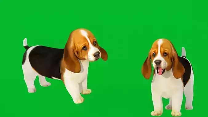 Basset Hound Puppy Dog