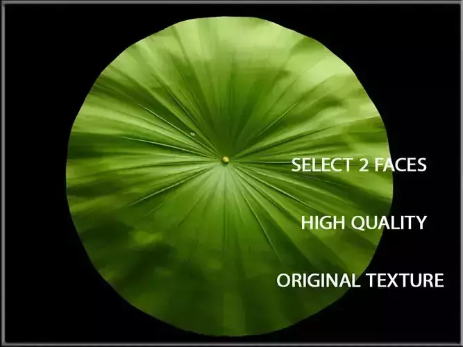 Lotus Leaf Low-poly 3D model