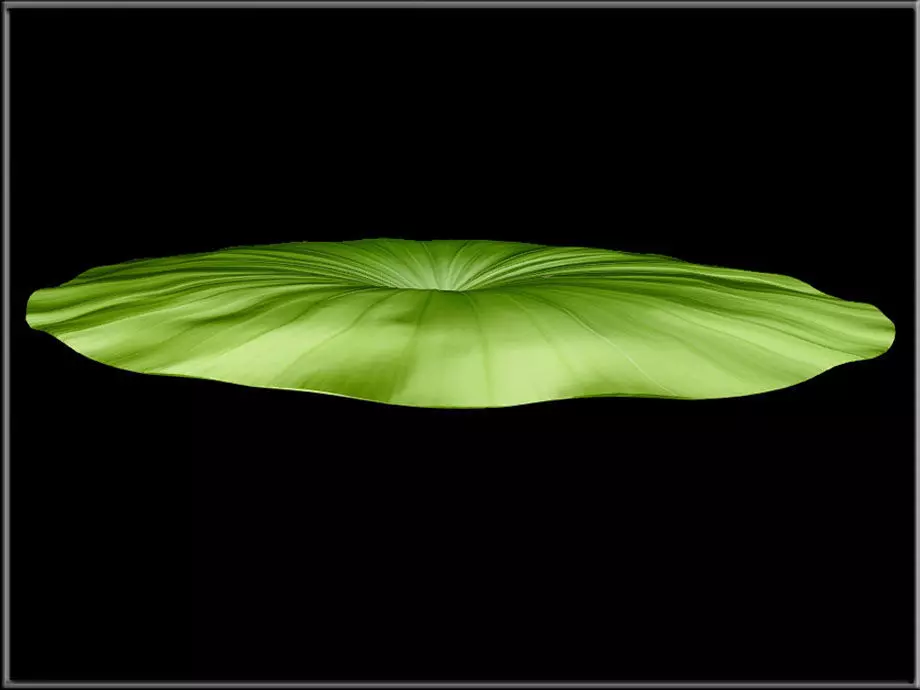 Lotus Leaf Low-poly 3D model_2