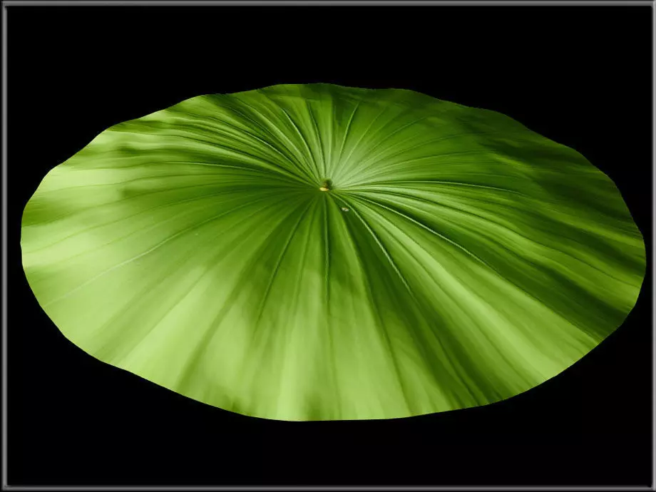 Lotus Leaf Low-poly 3D model_1
