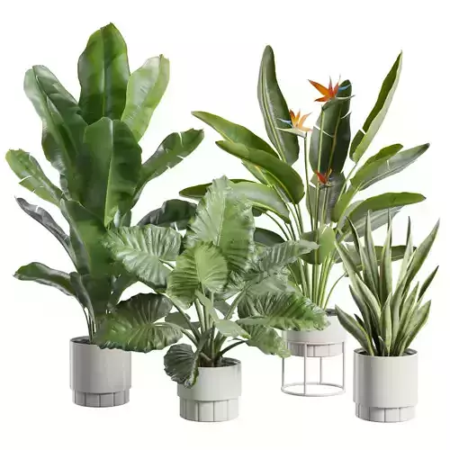 Indoor Plants Pack 103