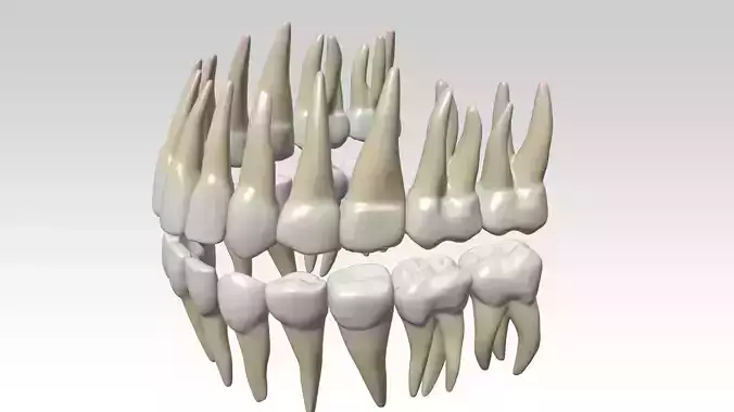 Medical Human Teeth 3D Model