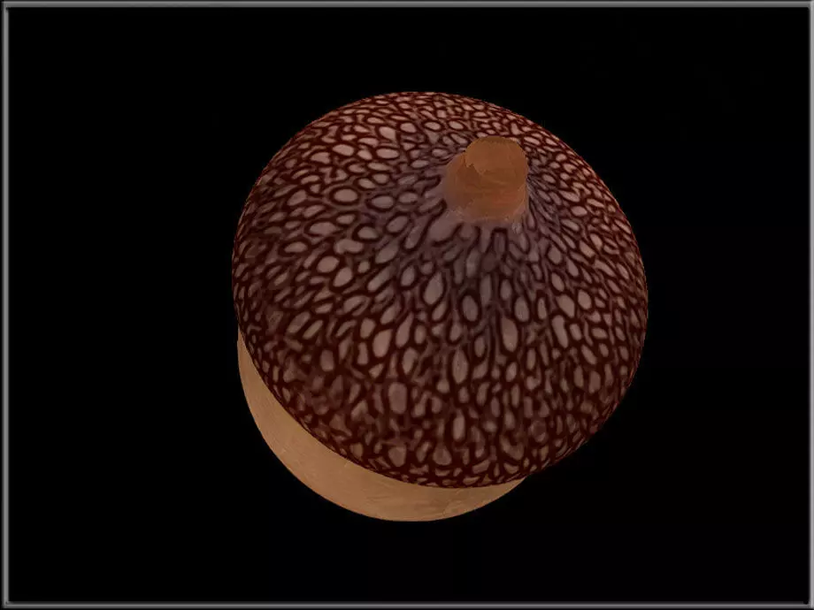Acorn  Low-poly 3D model_1