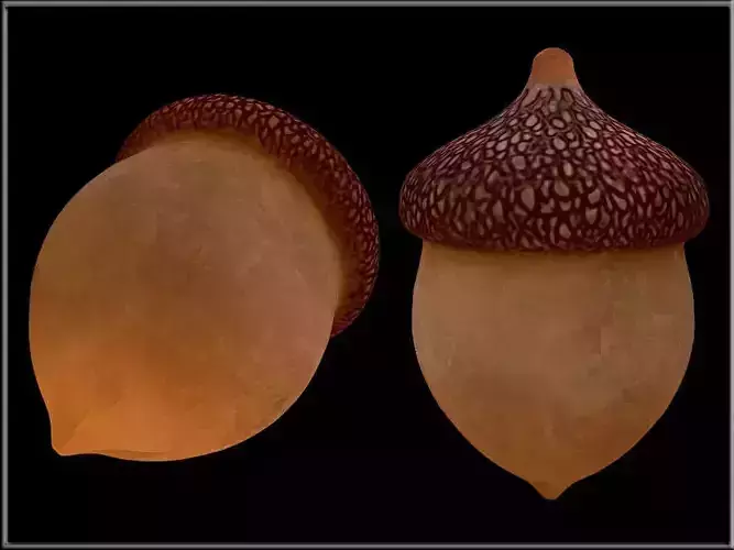 Acorn  Low-poly 3D model