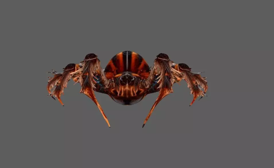 Spider 3D model_2