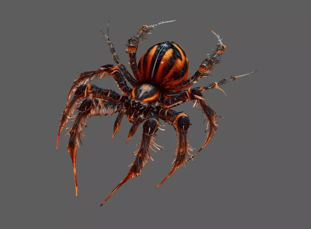 Spider 3D model_0