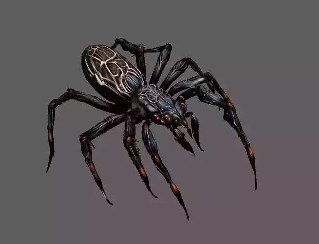 Spider