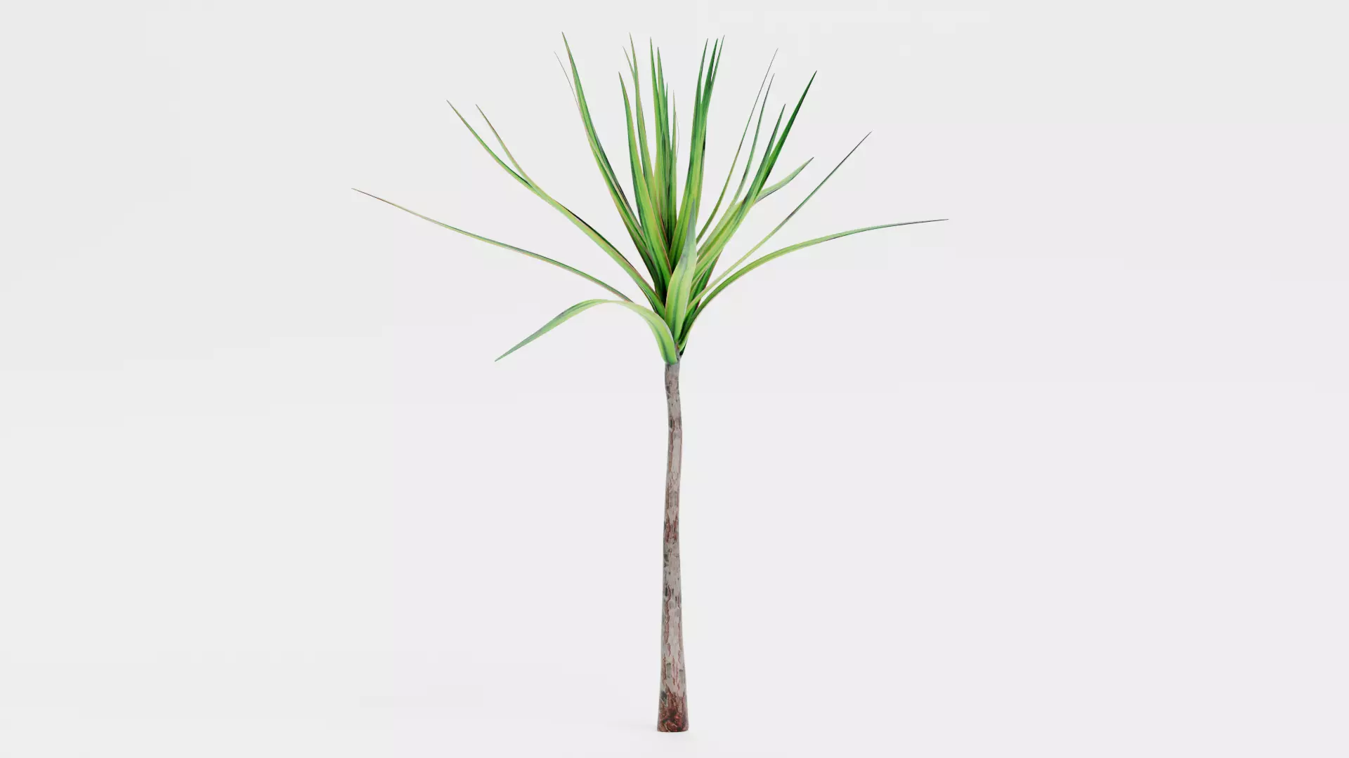 -Dracena V1- 3D model_1
